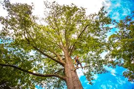 Best Fruit Tree Pruning  in Fredericktown, OH