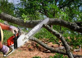 Tree and Shrub Care in Fredericktown, OH