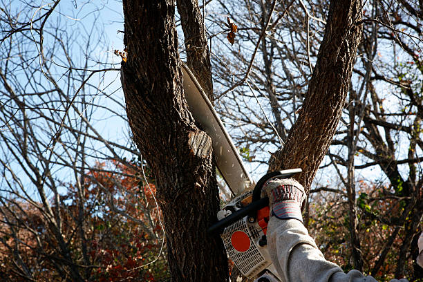 Best Hazardous Tree Removal  in Fredericktown, OH